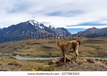 A Guanaco standing on the hill with the mountains and a river in the background in Paine National Park, Chile. The Guanaco (Lama guanicoe) is one of the two wild South American camelids. 