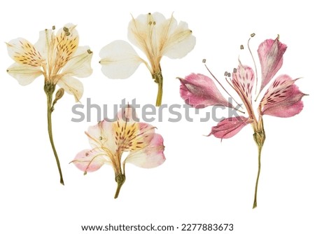 Pressed and dried flower alstroemeria, isolated on white background. For use in scrapbooking, floristry or herbarium. Royalty-Free Stock Photo #2277883673