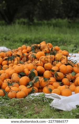 Fallen Fruit: A Colorful Scene of Oranges