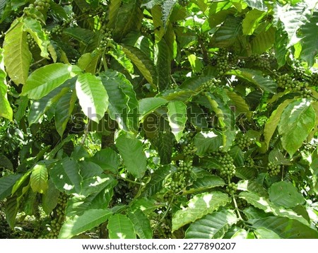 Coffee plants full of raw coffee berries