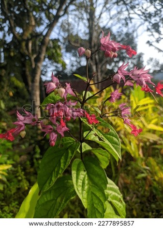 photo of the Flaming glorybower plant from stems, green leaves and beautiful red and pink flowers highlighted by the morning sun 