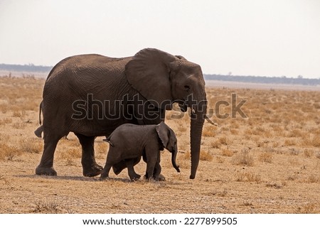African Elephant (Loxodonta) - Taxonomy, Biology, and Conservation,photography of elephants, elephants with their calves, mother elephants, elephant calves