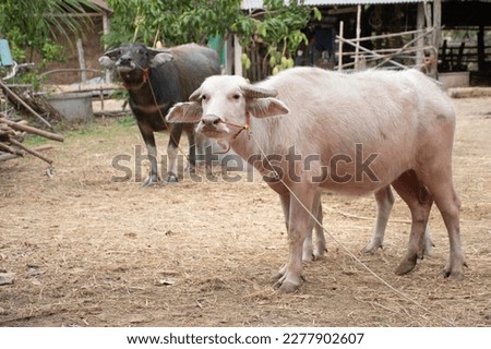 The albino and black buffalo look at the camera while taking pictures.