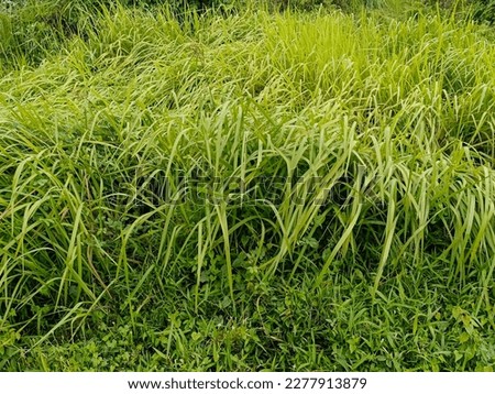 Bunch of Guinea Grass Scientifically Known As Megathyrsus Maximus. Royalty-Free Stock Photo #2277913879