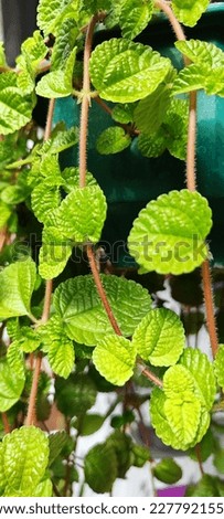 the leaves that hang like a magic curtain look so green in the eyes. very fresh and gives a homey feel. The slightly love-shaped leaves, which are slightly hairy and soft, make everyone who sees them 