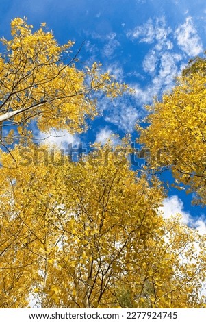 Looking up at yellow aspen trees in the fall. Clouds are in a vivid blue sky. Snowbowl, Flagstaff, Arizona. Royalty-Free Stock Photo #2277924745