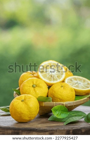 Sweet Yuzu Orange fruit in wooden basket over blur greenery background, Kochi Yellow Yuzu over green natural Blur background. Royalty-Free Stock Photo #2277925427