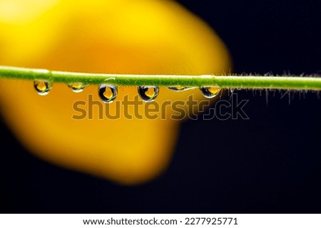 Water drops in close-up on a green branch of a plant.