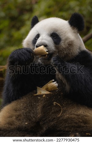 Young giant panda sitting among bamboo eating. Vertical image with copy space for text