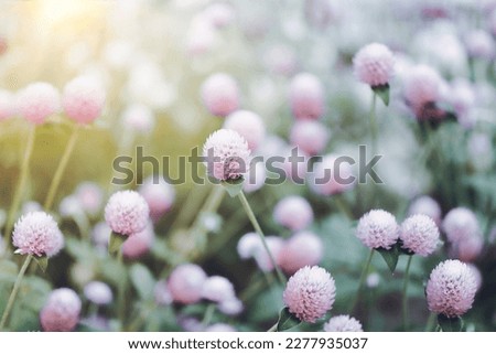 Blooming round pink flowers and blurry background