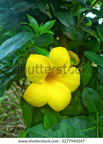 Alamanda, allamanda (Allamanda cathartica) or golden trumpet , trumpet flower. Yellow alamanda. shaped like a trumpet, has stamens and pistils in the concave part of the inner crown.