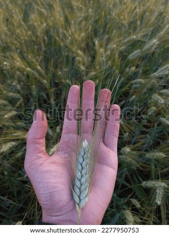 Morning time shoot photo wheat plant in hand
