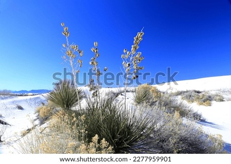 Yucca in the White Sand at White Sands National Park in New Mexico, USA 