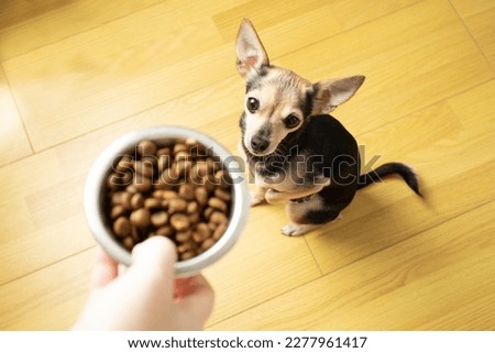 food for small dog breeds, little cute dog asks owner for pet feed, top view