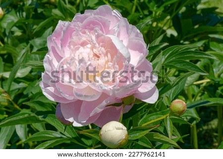 Paeonia 'Mrs. Franklin D. Roosevelt' is a peony with pink flowers