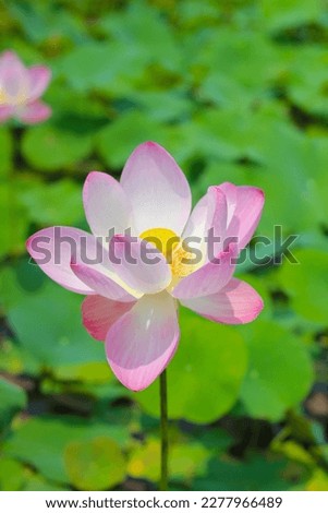Pink Lotus flower. Beautiful petals