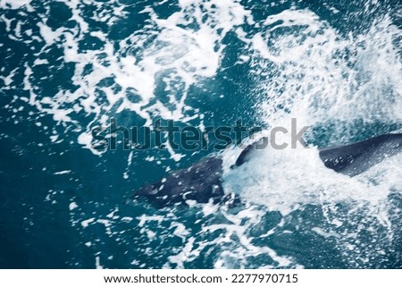Humpback whale jumping on the water. The whale is spraying water and ready to fall on its back. Humpback Whales pacific Ocean. Pictures of sea creatures living in nature and beautiful ocean.