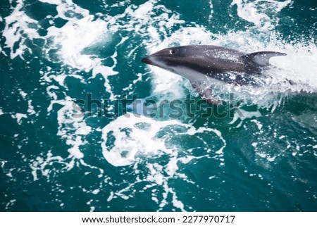 Humpback whale jumping on the water. The whale is spraying water and ready to fall on its back. Humpback Whales pacific Ocean. Pictures of sea creatures living in nature and beautiful ocean.