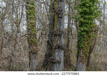 Riverside forest with poplars and climbing plants of common ivy. Invasive species. Hedera helix. Bernesga River, Leon, Spain. Royalty-Free Stock Photo #2277970881