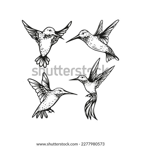 Hummingbird flying vector sketch hand drawn illustration collection Royalty-Free Stock Photo #2277980573