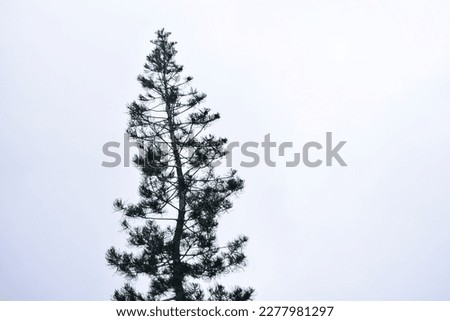 a tree with a white background of overcast clouds covered by overcast clouds with light rain