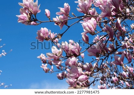 Magnolia treetop in blossom against a blue sky