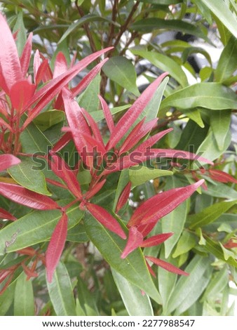 This is a picture of a red shoot flower tree taken in a garden