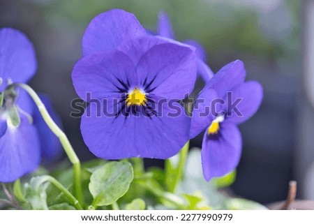 closeup of viola wittrockiana, violet, pansy
