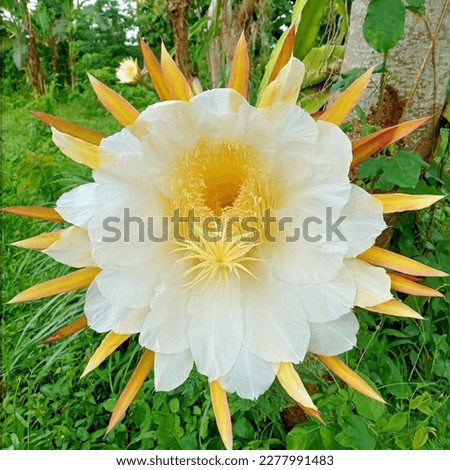 Dragon fruit flowers on dragon fruit tree in agricultural plantation, nature background