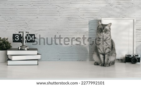 Image of a tabby domestic cat sitting on white table with alarm clock, books and picture frame. Domestic cat, workplace