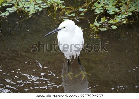 White egret
I took this picture.
My love picture.
