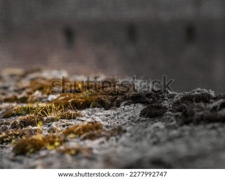 close up on lichen and moss on a concrete wall, with vignetting.
