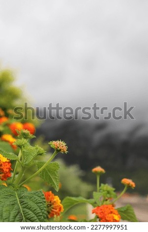 orange flowers on the background of mountains