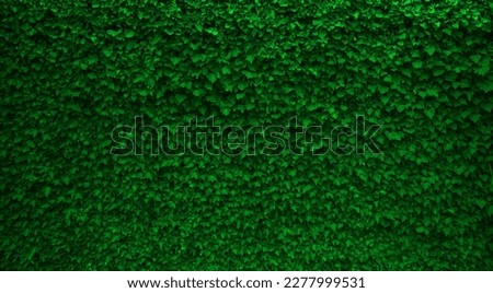 background of Ivy frame on wooden fence. A fence made of wood with wild grapes curly green ivy. 