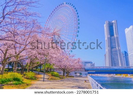 Yokohama Minato Mirai cherry blossoms in Yokohama-city kanagawa prefecture Royalty-Free Stock Photo #2278001751