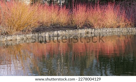 The colourful Cornus sanguinea Midwinter Fire reflecting yellow orange and red deciduous branches in water in winter. Royalty-Free Stock Photo #2278004129