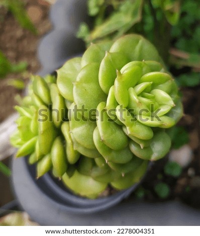 sedeveria rolly.This plant is a popular choice for succulent enthusiasts because of its attractive variegated foliage and easy care requirements. It is also a great addition to small garden terarrium.