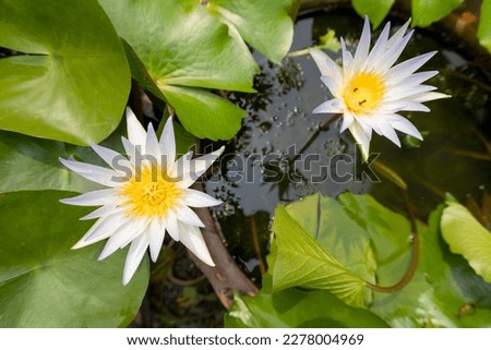 Nymphaea lotus, the white Egyptian lotus, tiger lotus, white lotus, white water lilies or lily flower