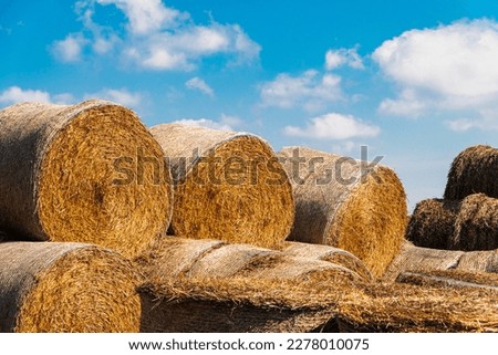 Hay and straw bales on the farm after winter in early spring. Food for livestock.