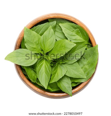 Fresh early-season Thai basil leaves in a wooden bowl. Ocimum basilicum var. thyrsiflora, variation of sweet basil, native in Southeast Asia, with anise- and licorice-like flavor. Isolated from above. Royalty-Free Stock Photo #2278010497