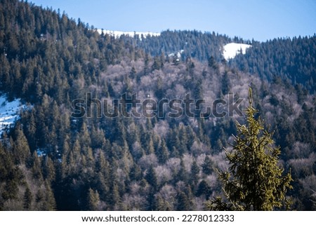 Early spring in mountains. Snowy peak and coniferous forest