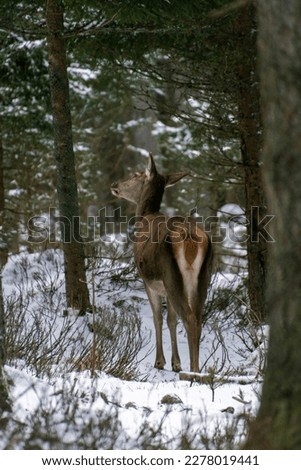 Dreamy white tailed deer in nature. Beutifull picture of wild deer in winter with snow like in fairy tale.