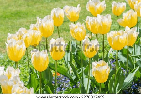 Tulips Sweetheart bulbs under the sun light Royalty-Free Stock Photo #2278027459