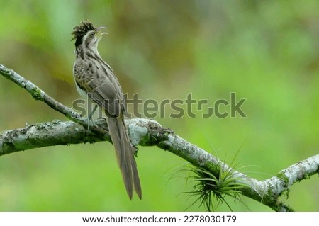 Detailed Photo of Striped Cuckoo (Tapera naevia) Perched on a Tree