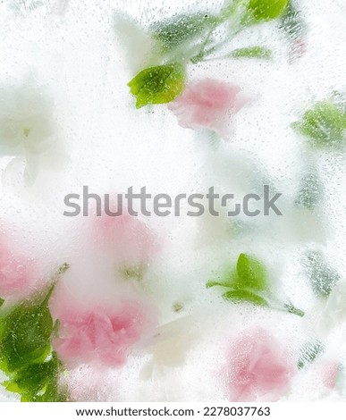 carnation, garden flowers frozen in ice. backgraund