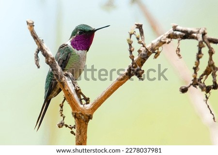 A stunning throated Woodstar hummingbird (Calliphlox bryantae) is perched on a thin branch in its natural habitat, surrounded by lush tree branches and other wildlife.