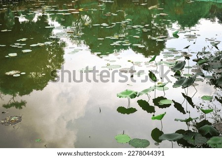 lotus leaves in the pond