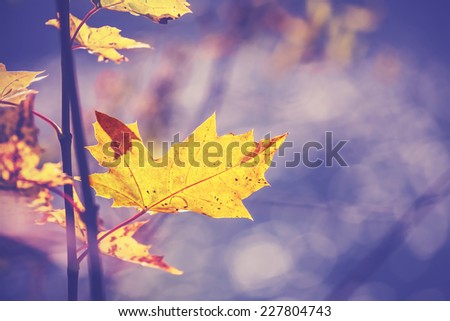Vintage filtered picture of autumn leaf, nature background. 