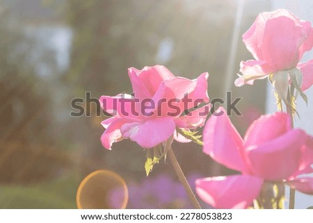 Sun lid picture of pink roses