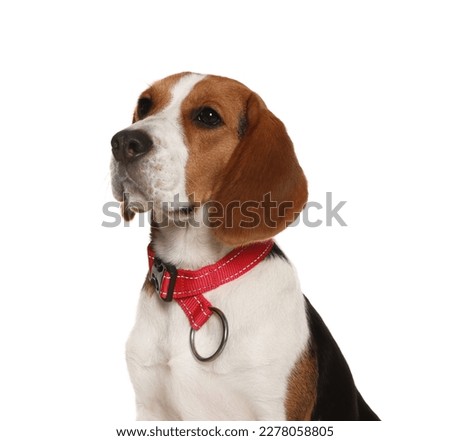 Adorable Beagle dog in stylish collar on white background